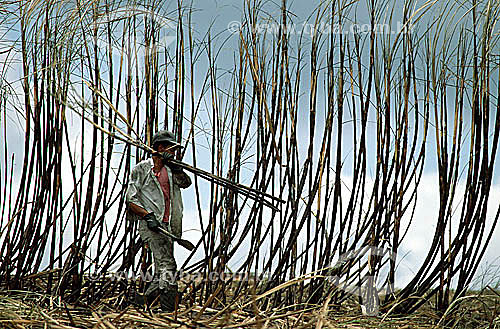  Worker manually collecting sugar cane - near Pederneiras city - Sao Paulo state - Brazil 