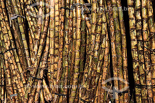  Detail of sugar cane - Brazil 