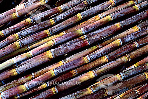  Detail of sugar cane - Brazil 