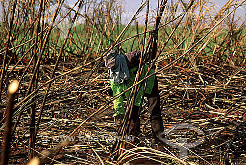  Worker manually collecting sugar cane - Guaira city - Sao Paulo state - Brazil 