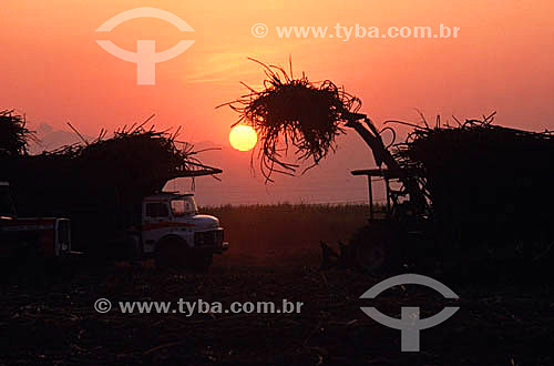  Sugar cane harvesting machine at sunset  - Campos dos Goytacazes city - Brazil
