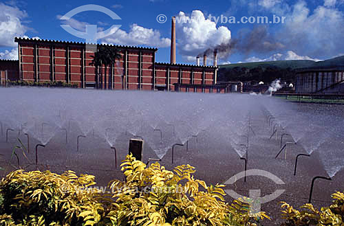  Sugarcane plant- Pernambuco state - Brazil 