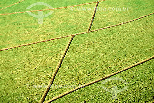  Aerial view of sugarcane plantation - Jaboticabal city - São Paulo state - Brazil 