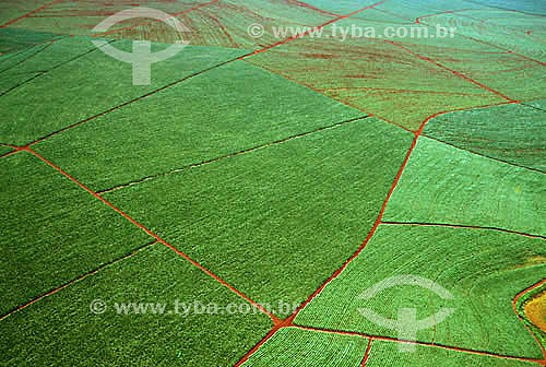  Aerial view of sugarcane plantation - Barra Bonita city - São Paulo state - Brazil 