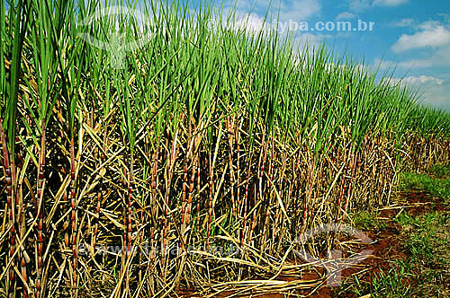  Agriculture - Sugar cane plantation - Pirassununga city - Sao Paulo state - Brazil 