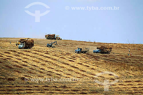  Trucks at sugarcane crop - Igarassu city - Pernambuco state - Brazil 