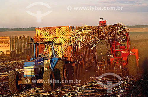  Tractors harvesting sugar cane - Pirassununga - Sao Paulo state - Brazil 