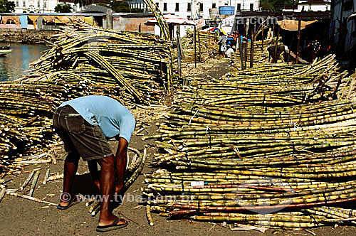  Man piling up sugarcane - behind Mercado Sao Joaquim - Salvador city - Bahia state - Brazil 