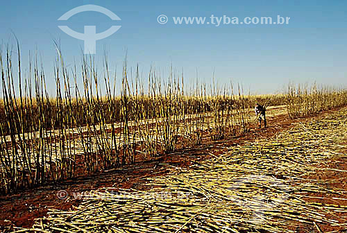  Agriculture - Farm worker cutting sugar cane - Guaira city - Sao Paulo state - Brazil - June  2001 