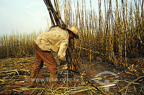  Worker manually collecting sugar cane - Sao Paulo state - Brazil 