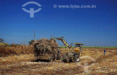  Agriculture - Sugar cane harvest with a special tractor - Campo city - Rio de janeiro state - Brazil - august 2003 