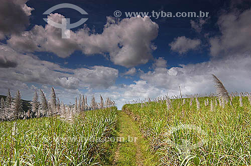  Agriculture - Sugar cane blooming - Pernambuco state - Brazil 