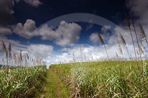  Sugar cane plantation 