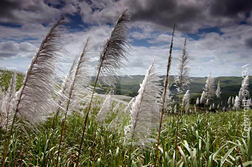  Sugar cane plantation 