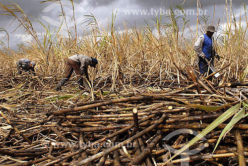  Sugarcane harversting - Campos dos Goytacazes region - Rio de Janeiro state - Brazil 