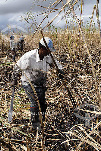  Sugarcane harversting - Campos dos Goytacazes region - Rio de Janeiro state - Brazil 