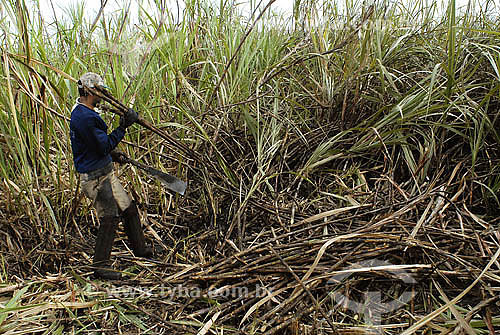  Sugarcane harversting - Campos dos Goytacazes region - Rio de Janeiro state - Brazil 