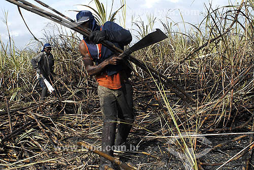  Sugarcane harversting - Campos dos Goytacazes region - Rio de Janeiro state - Brazil 