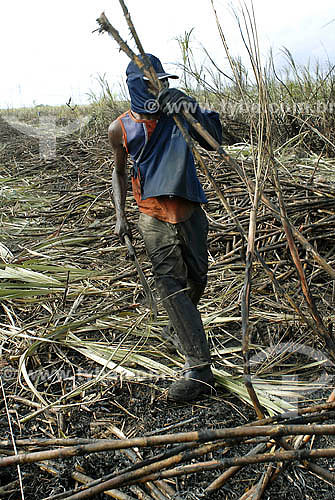  Sugarcane harversting - Campos dos Goytacazes region - Rio de Janeiro state - Brazil 