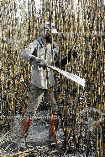  Sugarcane harversting - Campos dos Goytacazes region - Rio de Janeiro state - Brazil 