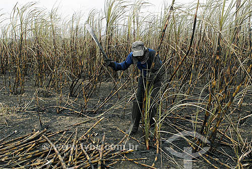  Sugarcane harversting - Campos dos Goytacazes region - Rio de Janeiro state - Brazil 