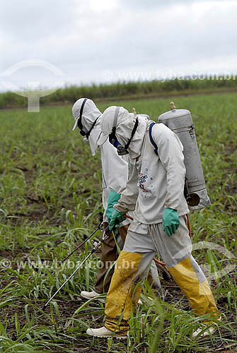  Pesticide application on sugar cane field - Campos dos Goytacazes - Rio de Janeiro state - Brazil 