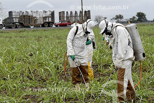  Pesticide application on sugar cane field - Campos dos Goytacazes - Rio de Janeiro state - Brazil 
