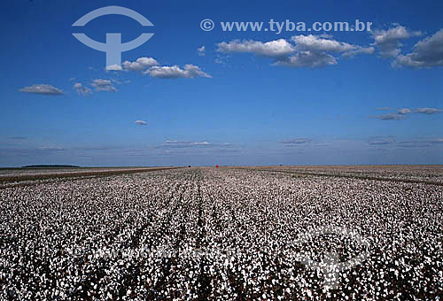  Panoramic view of a cotton field - Nova Mutum city - Cerrado region - Mato Grosso state - Brazil 