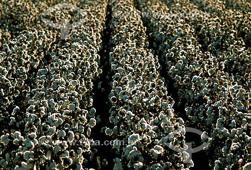  Cotton field - Nova Mutum city - Cerrado region - Mato Grosso state - Brazil 