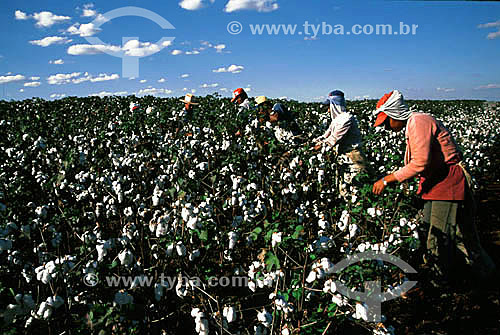  Workers manually harvesting cotton - Porteirao city - Goias state - Brazil 