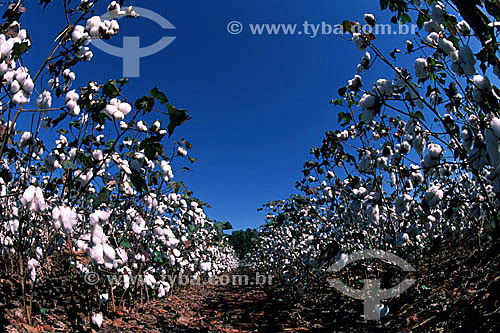 Cotton harvest - Porteirao city - Goias state - Brazil 