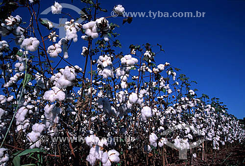  Cotton field - Porteirao city - Goias state - Brazil 