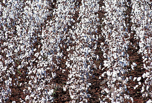  Cotton field - Ponta Pora city - Mato Grosso do Sul state - Brazil 