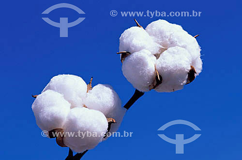  Cotton flower - Itiquira city - Mato Grosso state - Brazil 
