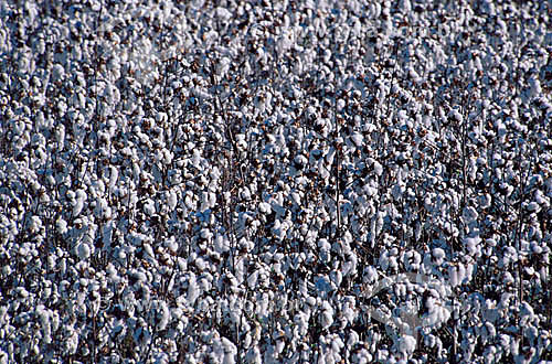  Cotton plantation - Itiquira city - Mato Grosso state - Brazil 