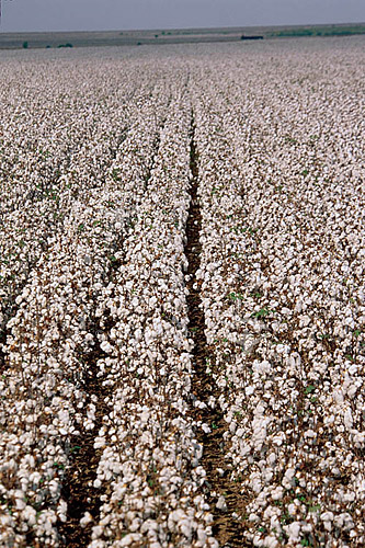  Cotton plantation - Itiquira - Mato Grosso state - Brazil 