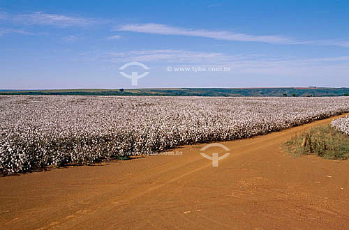  Dirt road - Cotton plantation - Itiquira - Mato Grosso state - Brazil 