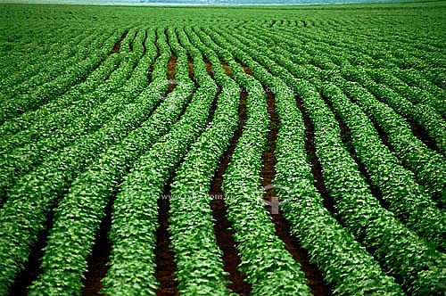  Cotton plantation - Pedra Preta (Black Rock) - Mato Grosso state - Brazil 