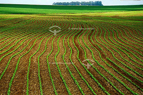  Recent cotton planting - Pedra Preta (Black Rock) - Mato Grosso state - Brazil 