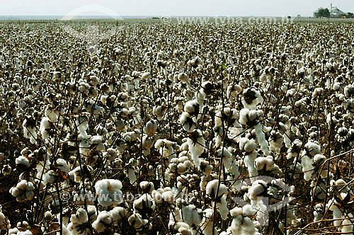  Cotton field - Goias state - Brazil 