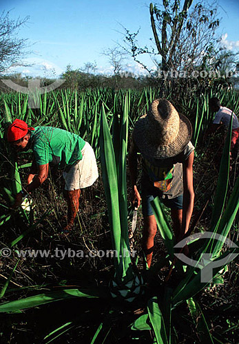  Working family extracting sisal leaves - Valente city - Bahia state - Brazil 