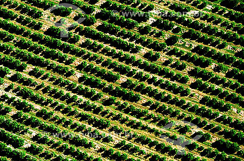  Aerial view of orchard 