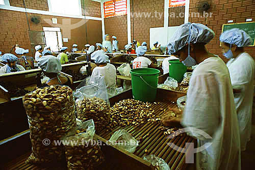  Cashew processing at COPAEB (Brazileia 