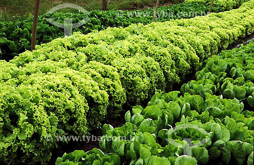  Vegetable garden - lettuce and other vegetables 