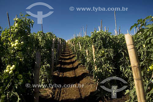  Tomatos plantation - Rio de Janeiro state - Brazil 