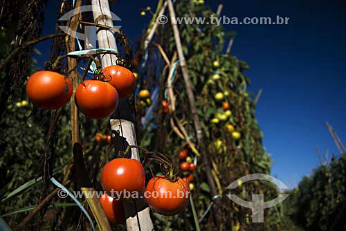  Tomatos on plantation - Rio de Janeiro state - Brazil 