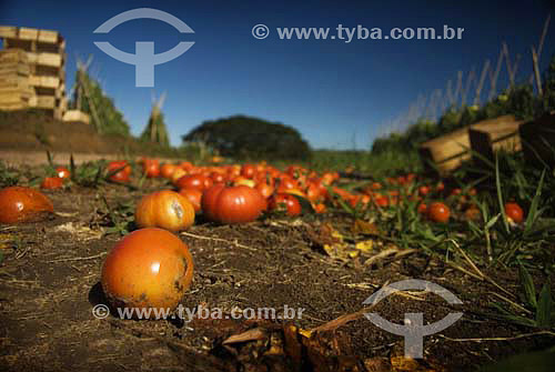  Tomatos lying on the floor near plantation - Rio de Janeiro state - Brazil 