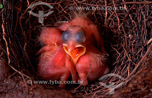  Birds recently hatched in nest - Brazil 