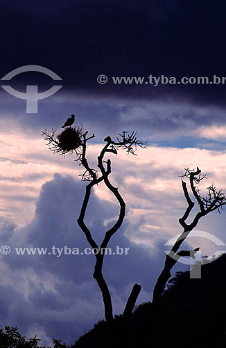  Silhouette of bird in its nest - Chapada dos Veadeiros - Goiás - state - Brazil 