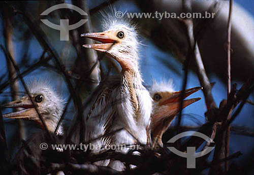  Baby birds - Brazil 